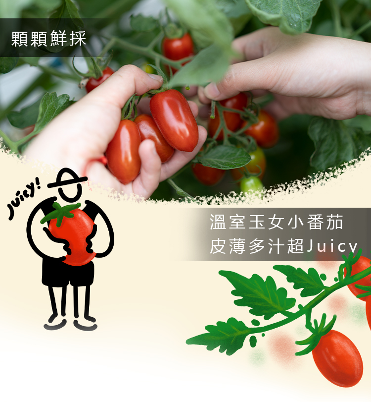 【我爸種的】溫室玉女小番茄